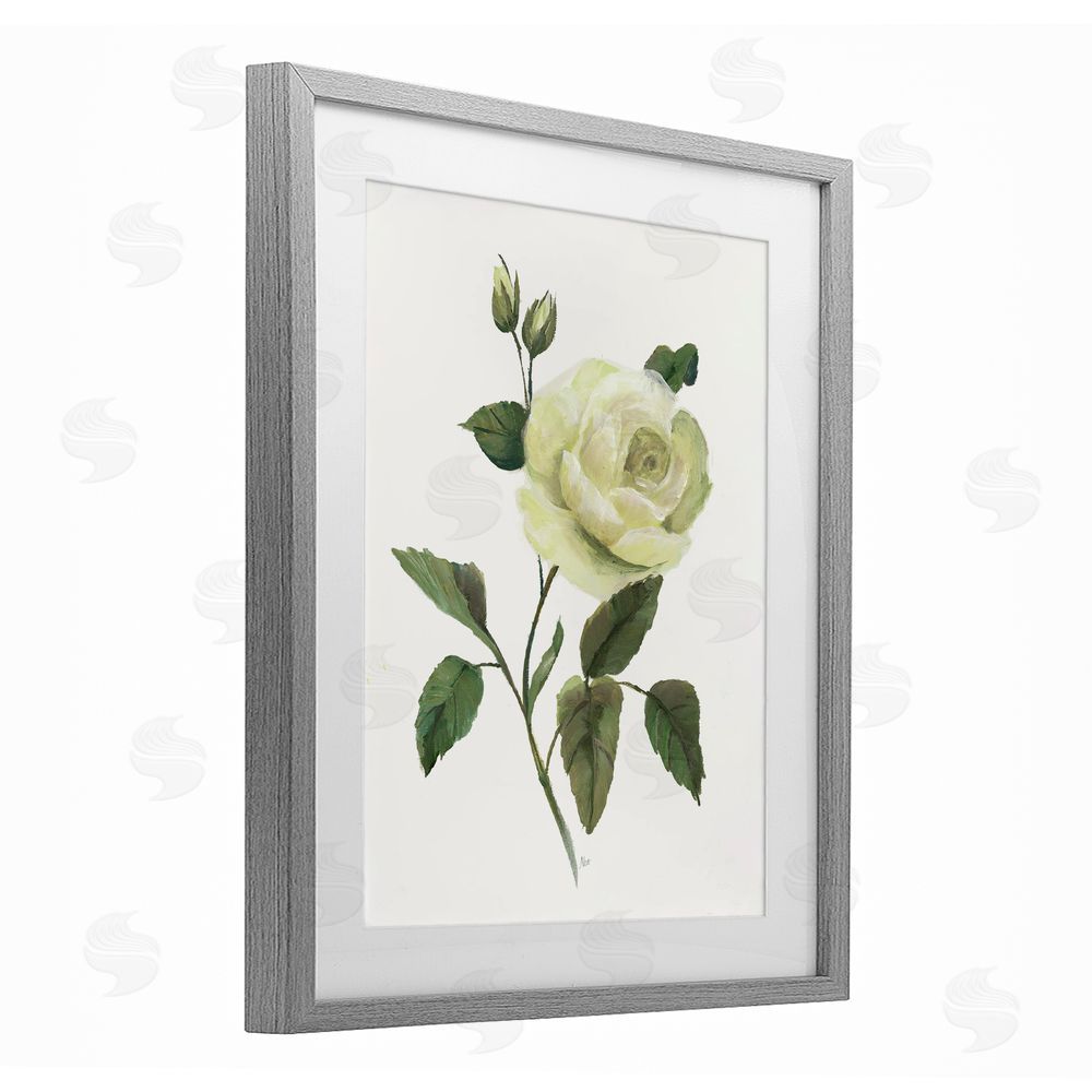 Nan Cream Garden Rose with Buds Gray Framed Print Under Glass Wall Art