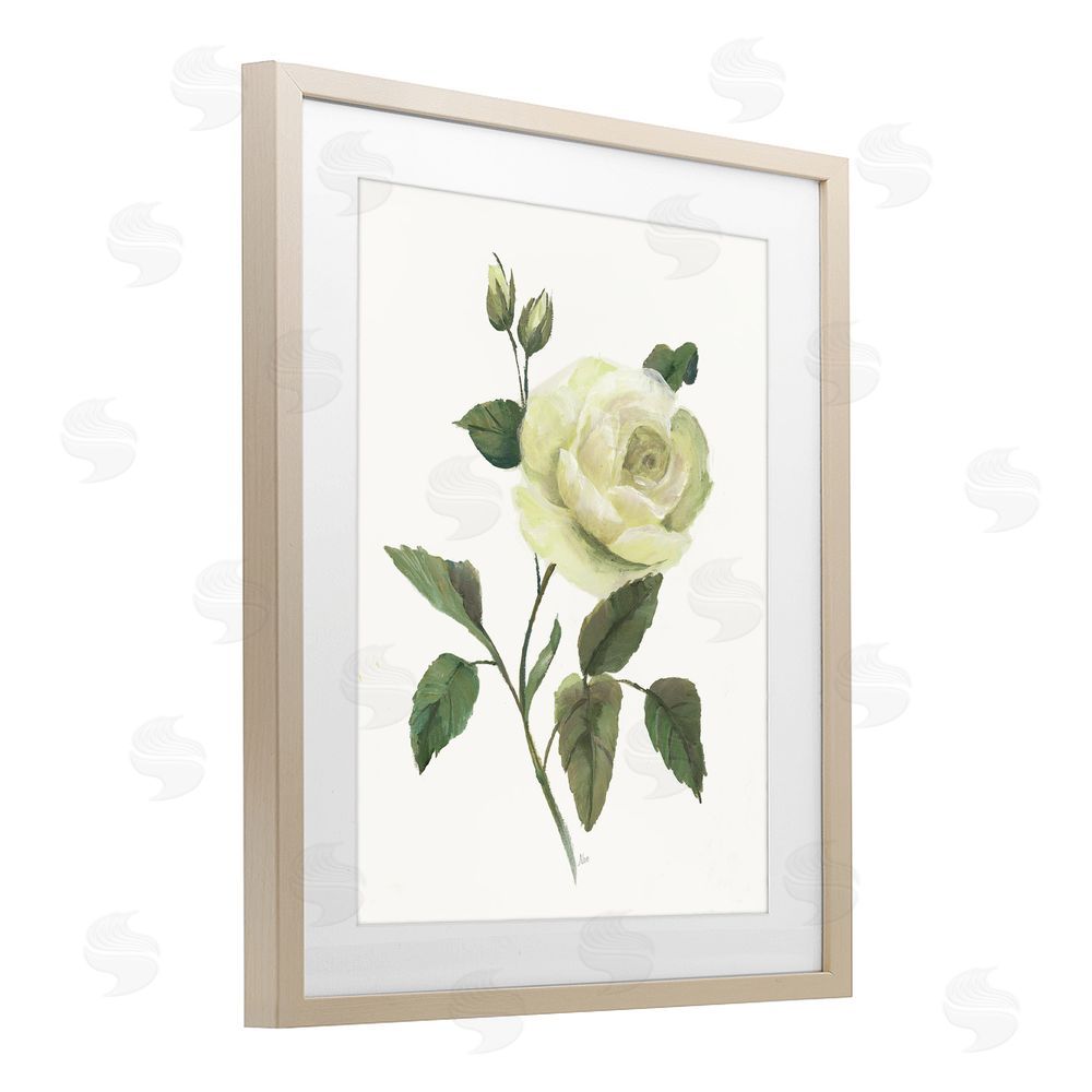 Nan Cream Garden Rose with Buds Brown Framed Print Under Glass Wall Art