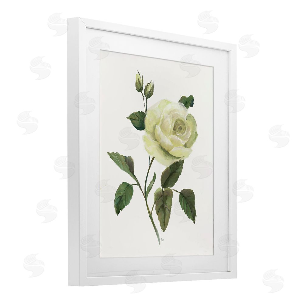 Nan Cream Garden Rose with Buds White Framed Print Under Glass Wall Art