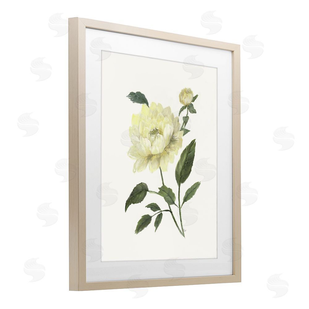 Nan Cream Garden Peony with Buds Brown Framed Print Under Glass Wall Art