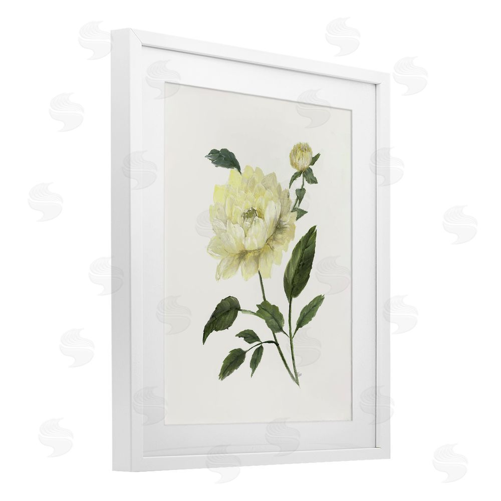 Nan Cream Garden Peony with Buds White Framed Print Under Glass Wall Art