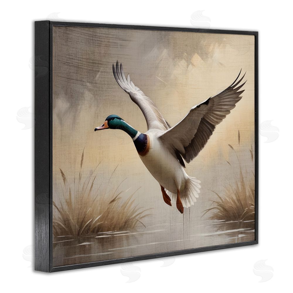 Susan Arnot Gliding Mallard over Wetlands Black Framed Giclee Wall Art Print