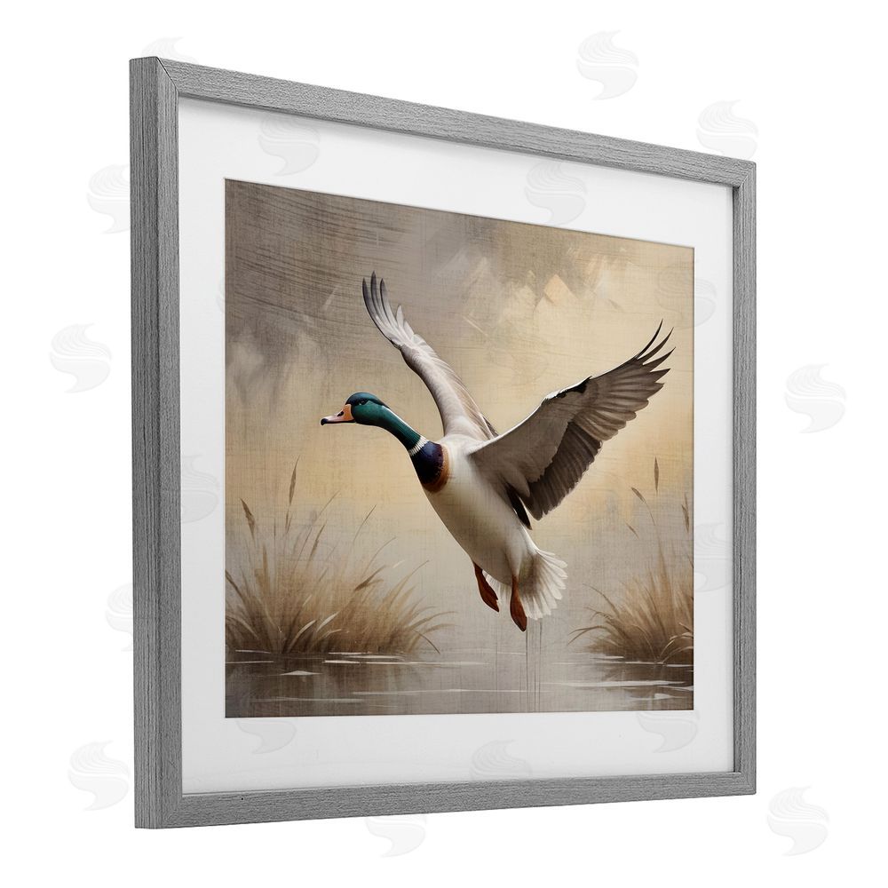 Susan Arnot Gliding Mallard over Wetlands Gray Framed Print Under Glass Wall Art