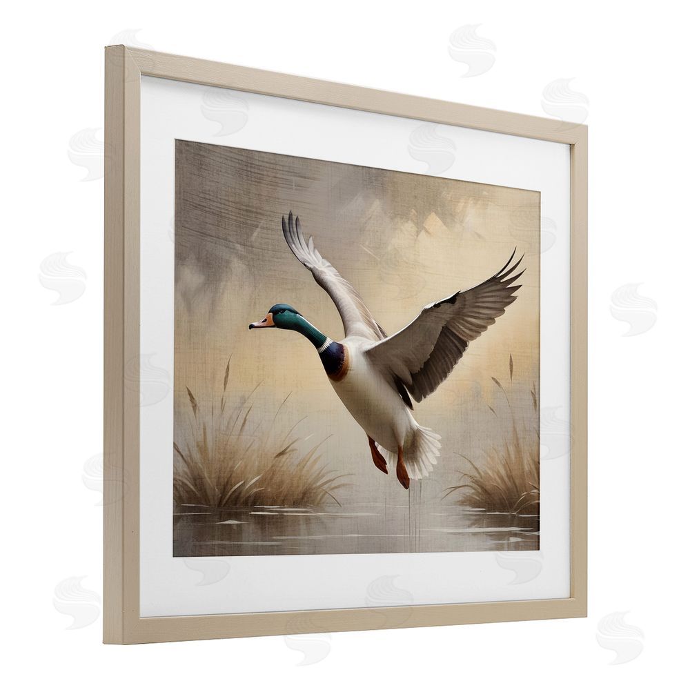 Susan Arnot Gliding Mallard over Wetlands Brown Framed Print Under Glass Wall Art