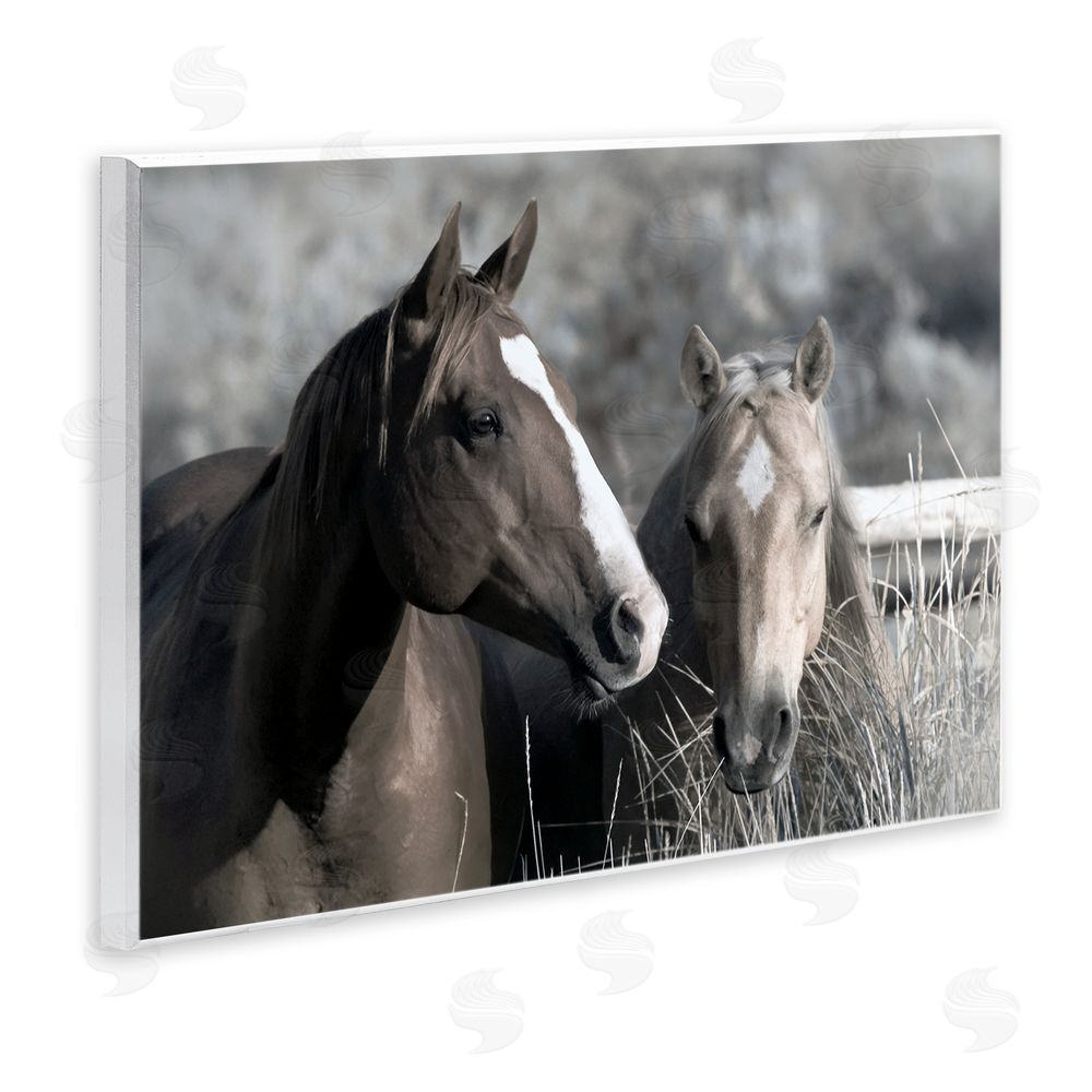 Danita Delimont Content Horses In Pasture Wooden Wall Plaque Art Print