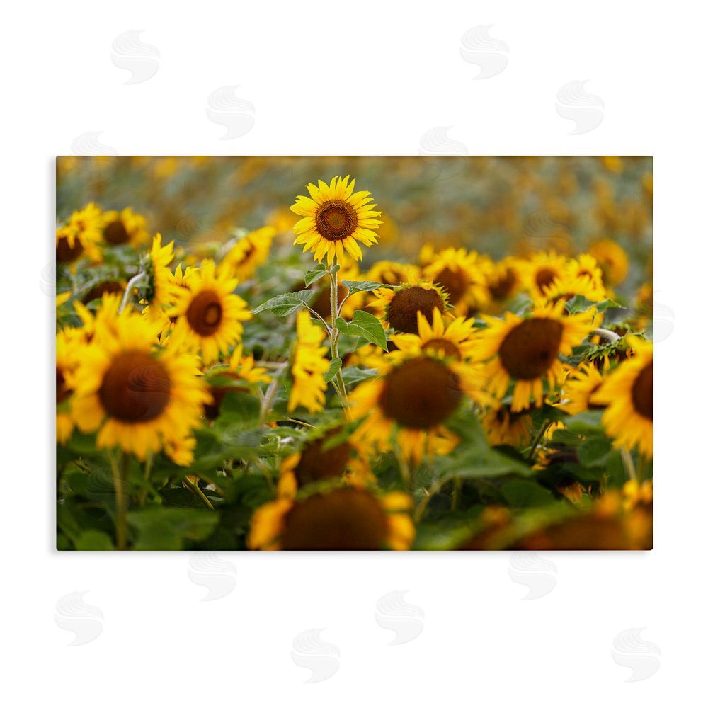 Andy Crawford Central Sunflower in Meadow Stretched Canvas Wall Art Print