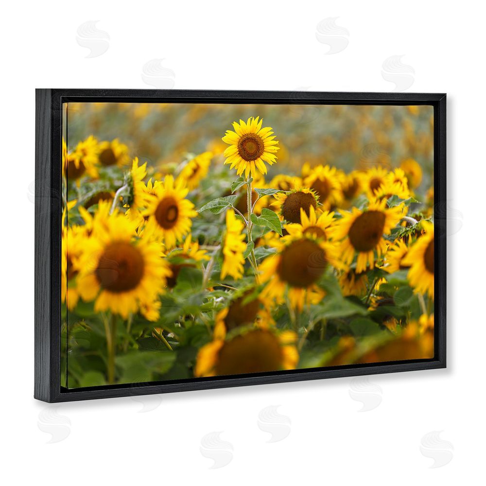 Andy Crawford Central Sunflower in Meadow Black Floating Frame Canvas Wall Art Print