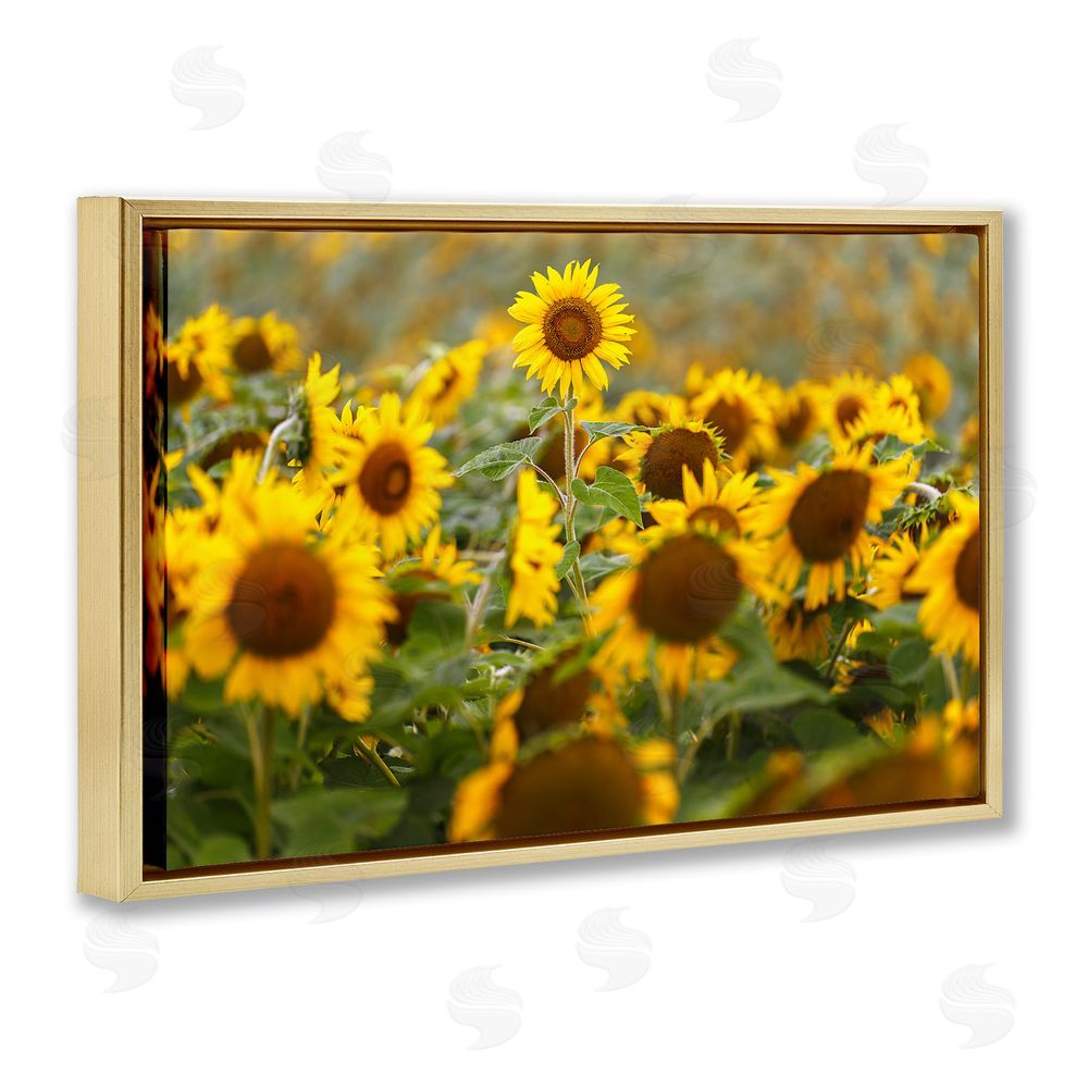 Andy Crawford Central Sunflower in Meadow Gold Floating Frame Canvas Wall Art Print
