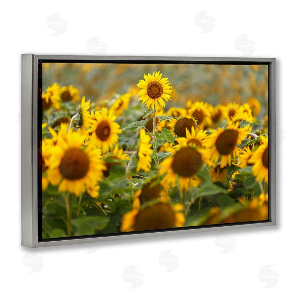 Andy Crawford Central Sunflower in Meadow Gray Floating Frame Canvas Wall Art Print