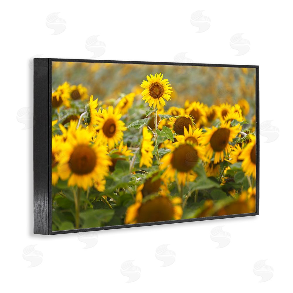 Andy Crawford Central Sunflower in Meadow Black Framed Giclee Print Wall Art