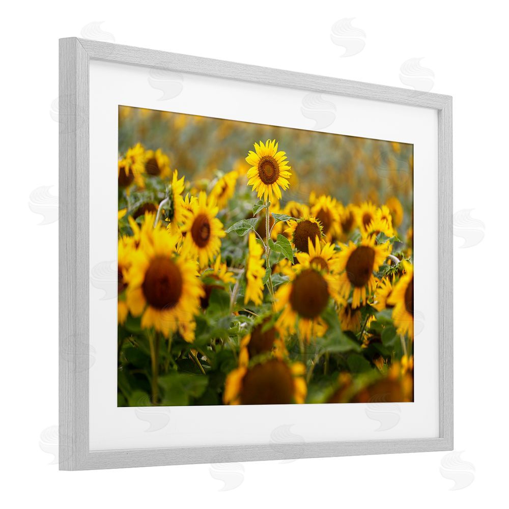 Andy Crawford Central Sunflower in Meadow Gray Framed Print Under Glass Wall Art