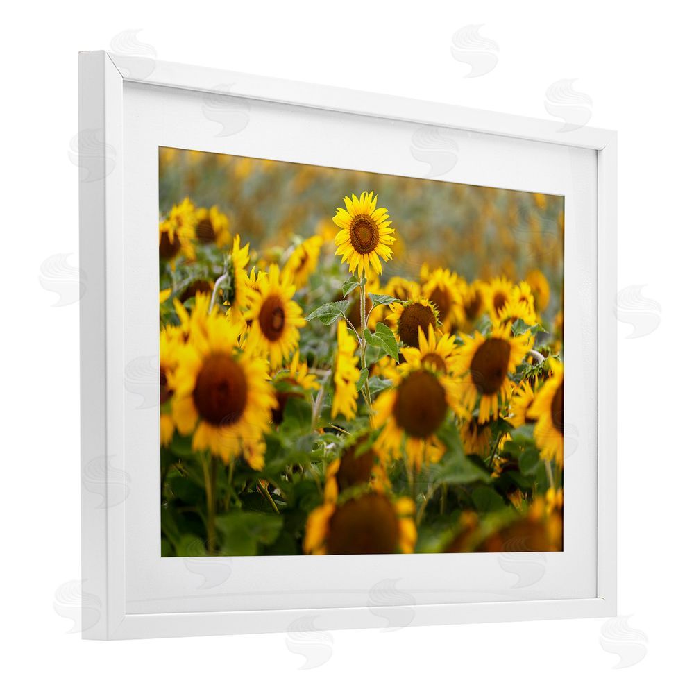 Andy Crawford Central Sunflower in Meadow White Framed Print Under Glass Wall Art