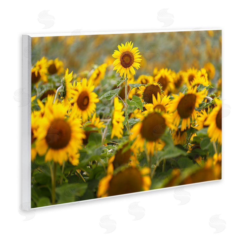 Andy Crawford Central Sunflower in Meadow Wooden Wall Plaque Art Print