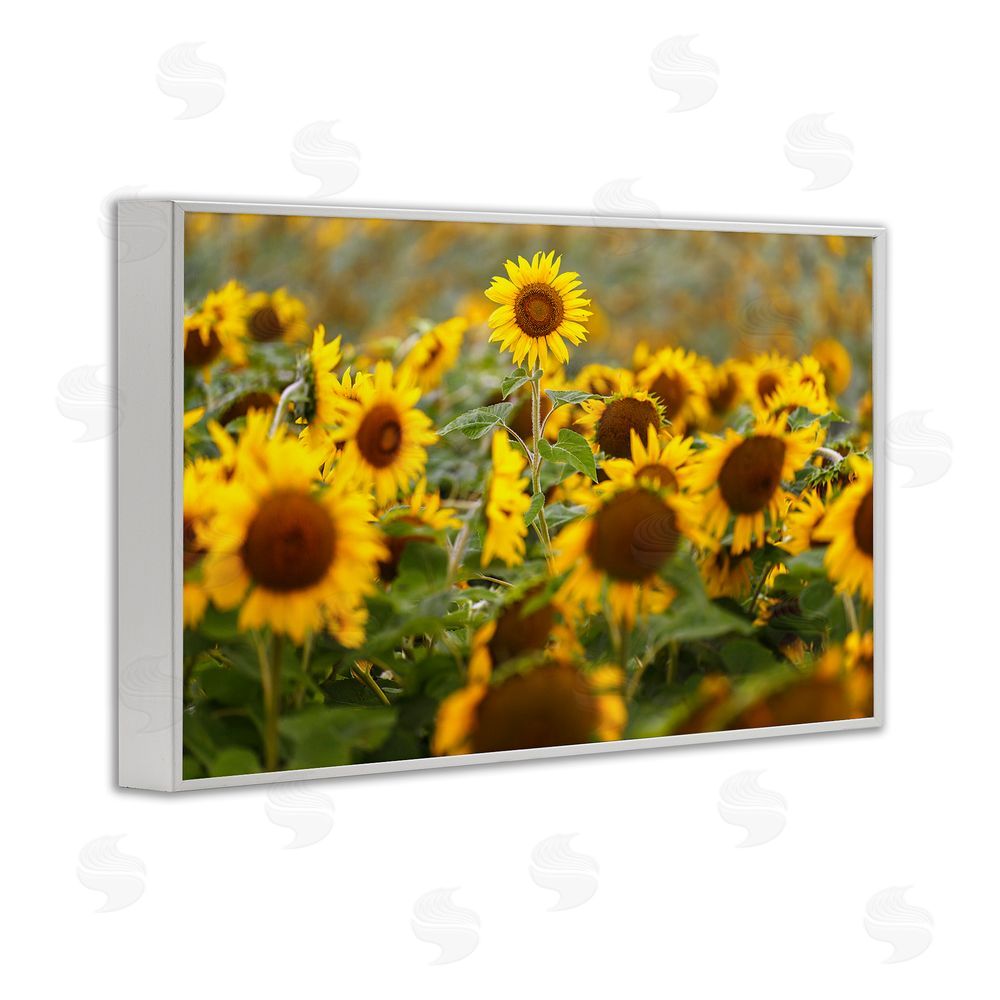 Andy Crawford Central Sunflower in Meadow White Framed Giclee Print Wall Art