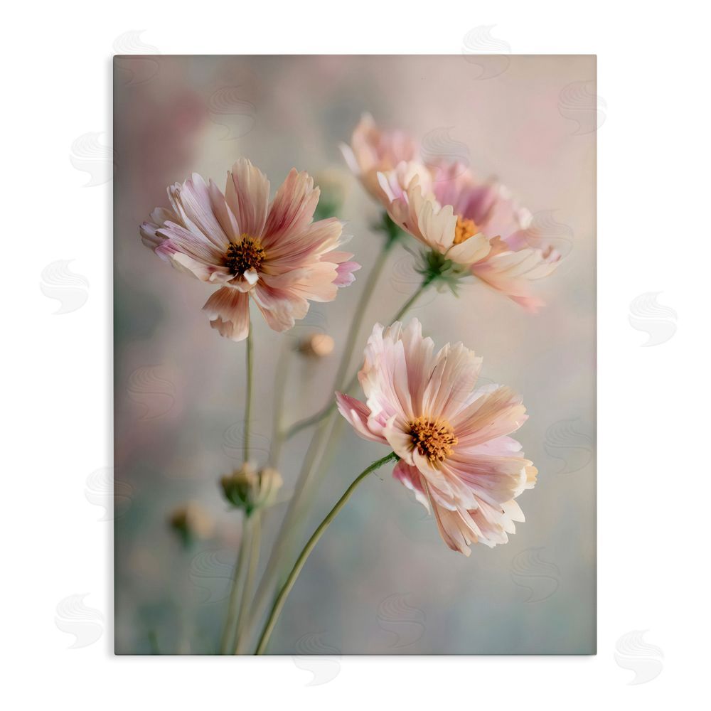 Franklyn Gregory Pink Daisies Close Up Stretched Canvas Wall Art