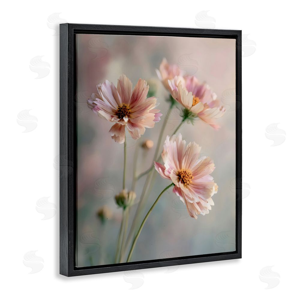 Franklyn Gregory Pink Daisies Close Up Black Floating Framed Canvas Wall Art