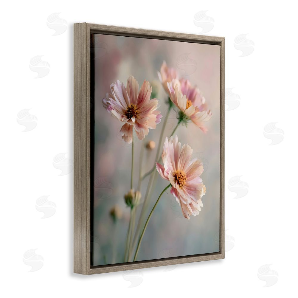Franklyn Gregory Pink Daisies Close Up Brown Floating Framed Canvas Wall Art