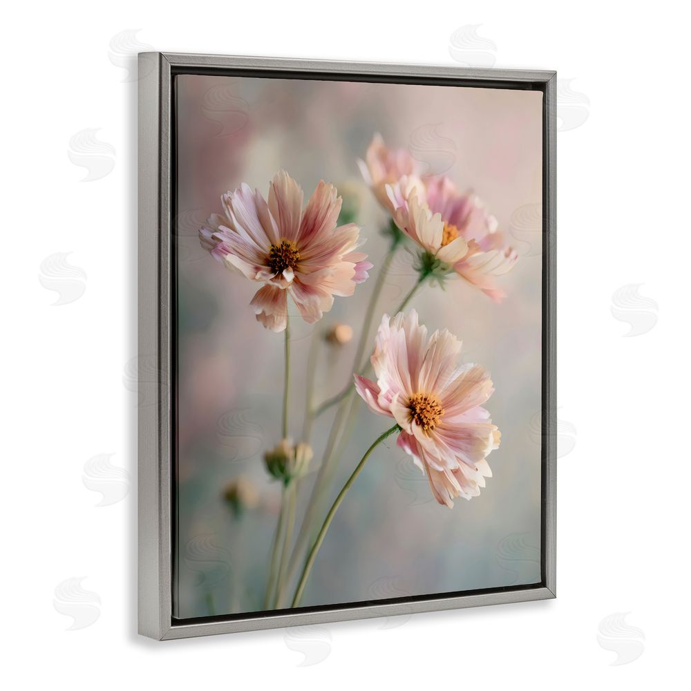 Franklyn Gregory Pink Daisies Close Up Gray Floating Framed Canvas Wall Art