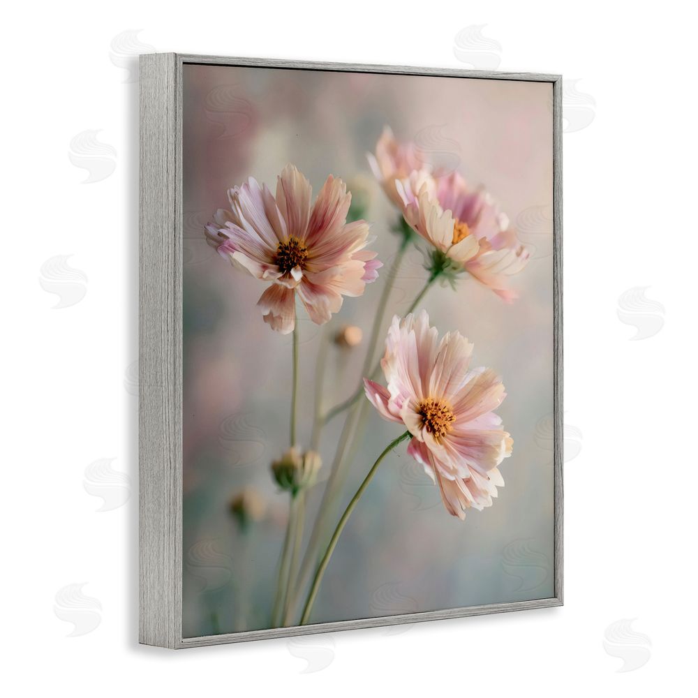 Franklyn Gregory Pink Daisies Close Up Gray Framed Giclee Wall Art