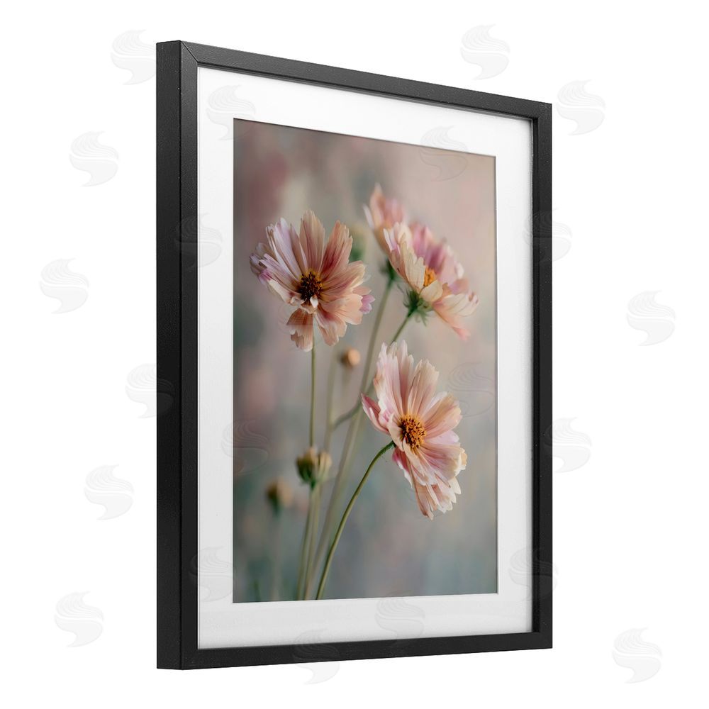 Franklyn Gregory Pink Daisies Close Up Black Framed Print Under Glass Wall Art