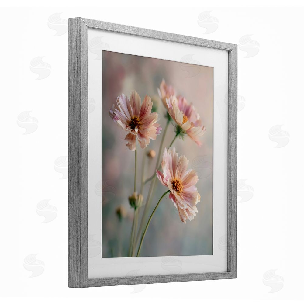 Franklyn Gregory Pink Daisies Close Up Gray Framed Print Under Glass Wall Art