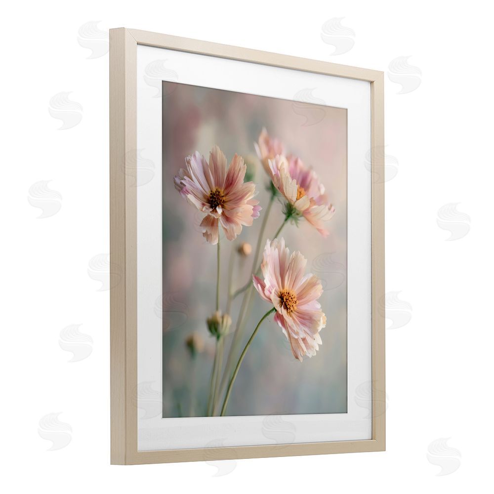 Franklyn Gregory Pink Daisies Close Up Brown Framed Print Under Glass Wall Art
