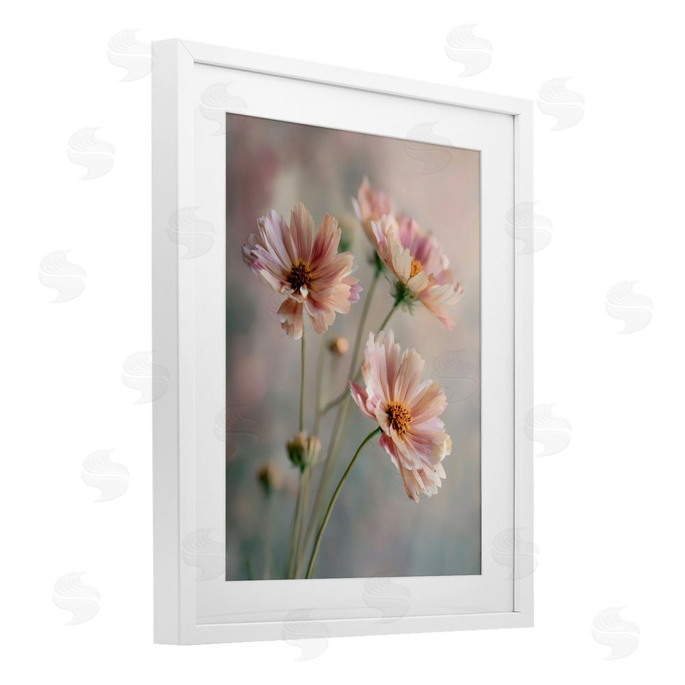 Franklyn Gregory Pink Daisies Close Up White Framed Print Under Glass Wall Art