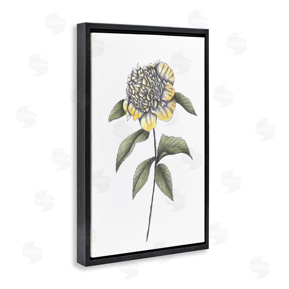 Cecilia Battaini Camellia Flower Illustration Black Floating Frame Canvas Wall Art Print