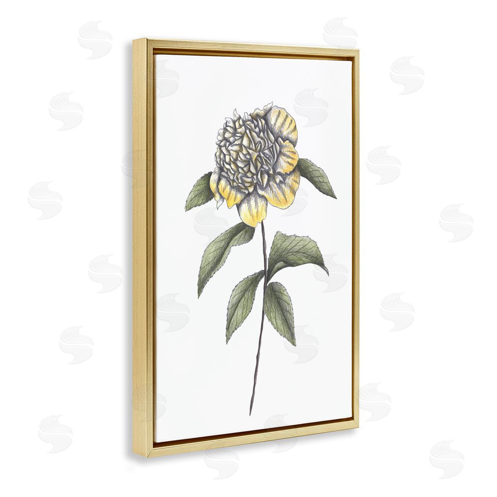 Cecilia Battaini Camellia Flower Illustration Gold Floating Frame Canvas Wall Art Print