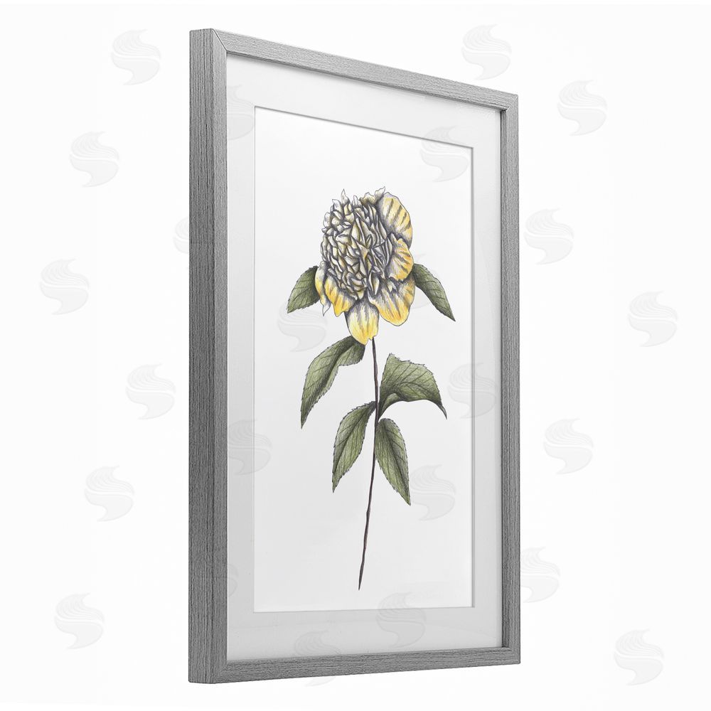 Cecilia Battaini Camellia Flower Illustration Gray Framed Print Under Glass Wall Art