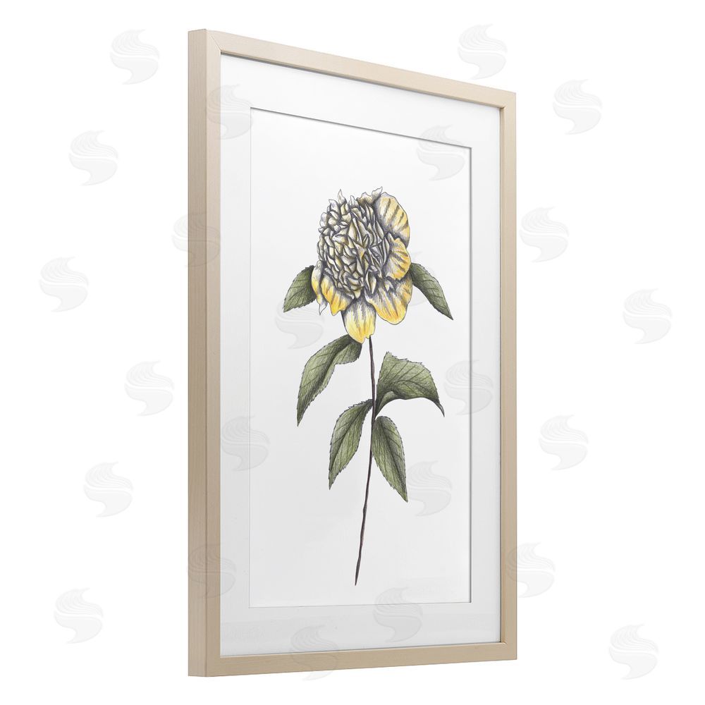 Cecilia Battaini Camellia Flower Illustration Brown Framed Print Under Glass Wall Art