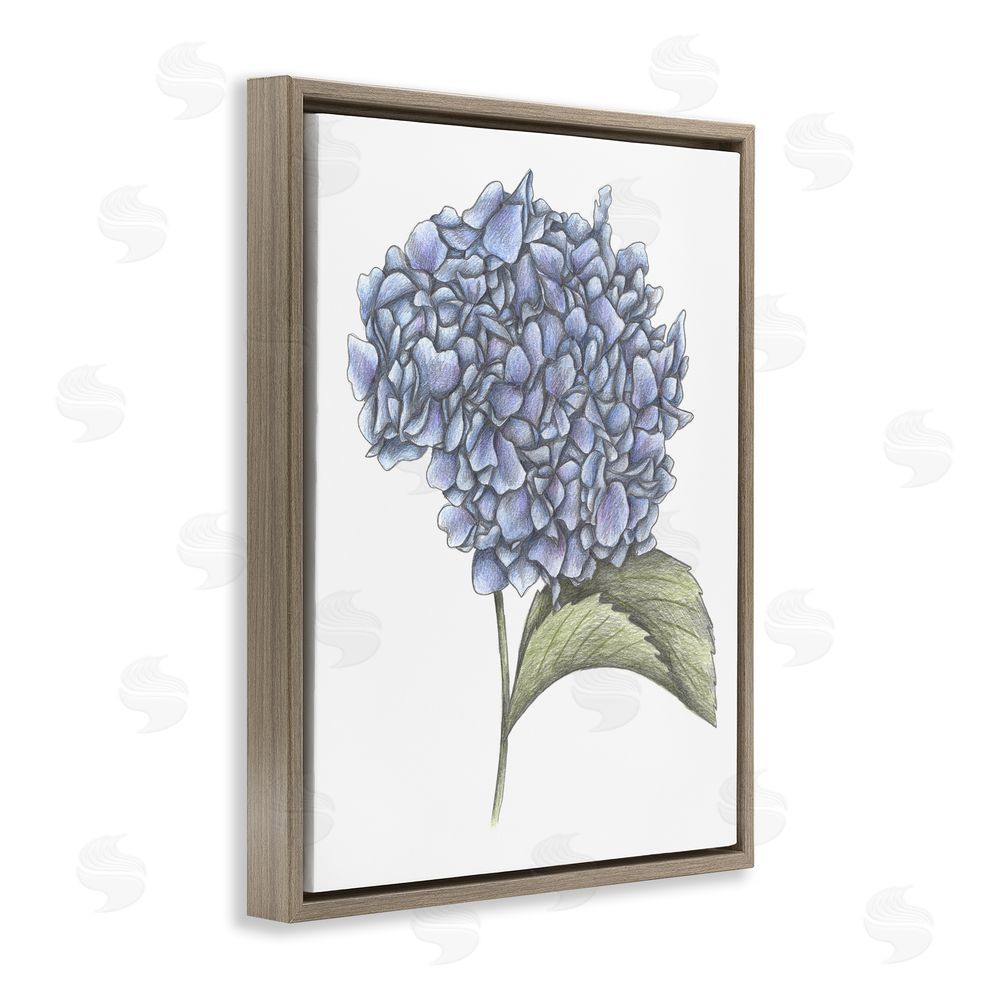 Cecilia Battaini Hydrangea Sketch Blossom Brown Floating Frame Canvas Wall Art Print