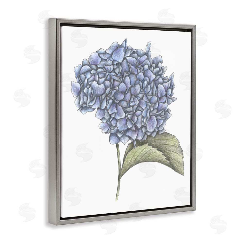 Cecilia Battaini Hydrangea Sketch Blossom Gray Floating Frame Canvas Wall Art Print