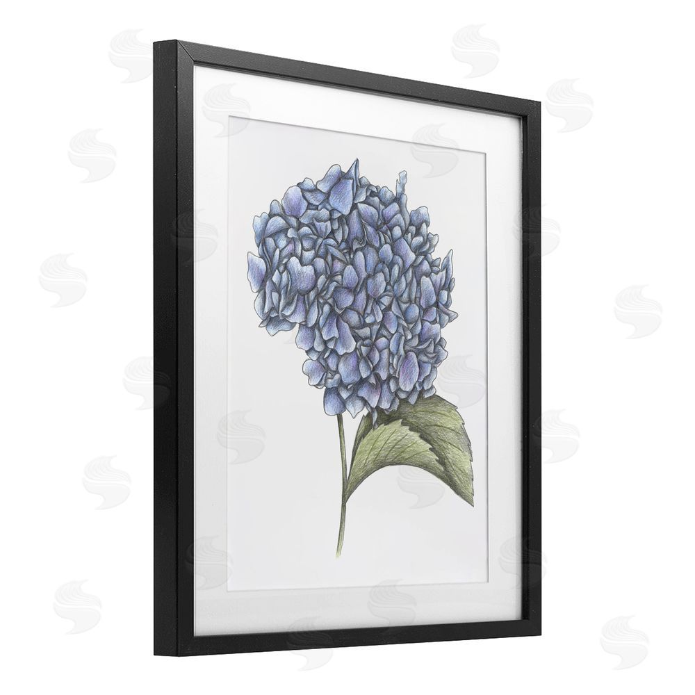 Cecilia Battaini Hydrangea Sketch Blossom Black Framed Print Under Glass Wall Art