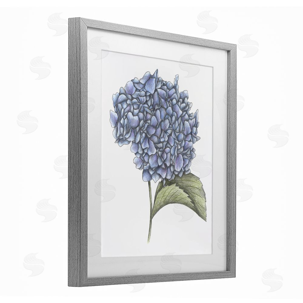 Cecilia Battaini Hydrangea Sketch Blossom Gray Framed Print Under Glass Wall Art
