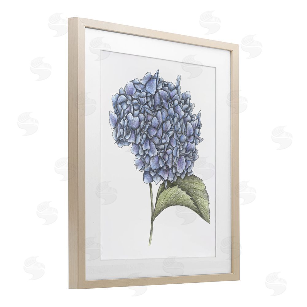 Cecilia Battaini Hydrangea Sketch Blossom Brown Framed Print Under Glass Wall Art