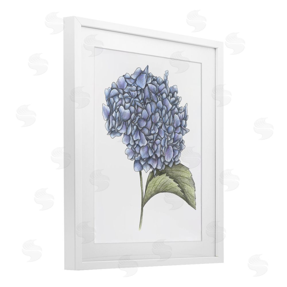 Cecilia Battaini Hydrangea Sketch Blossom White Framed Print Under Glass Wall Art
