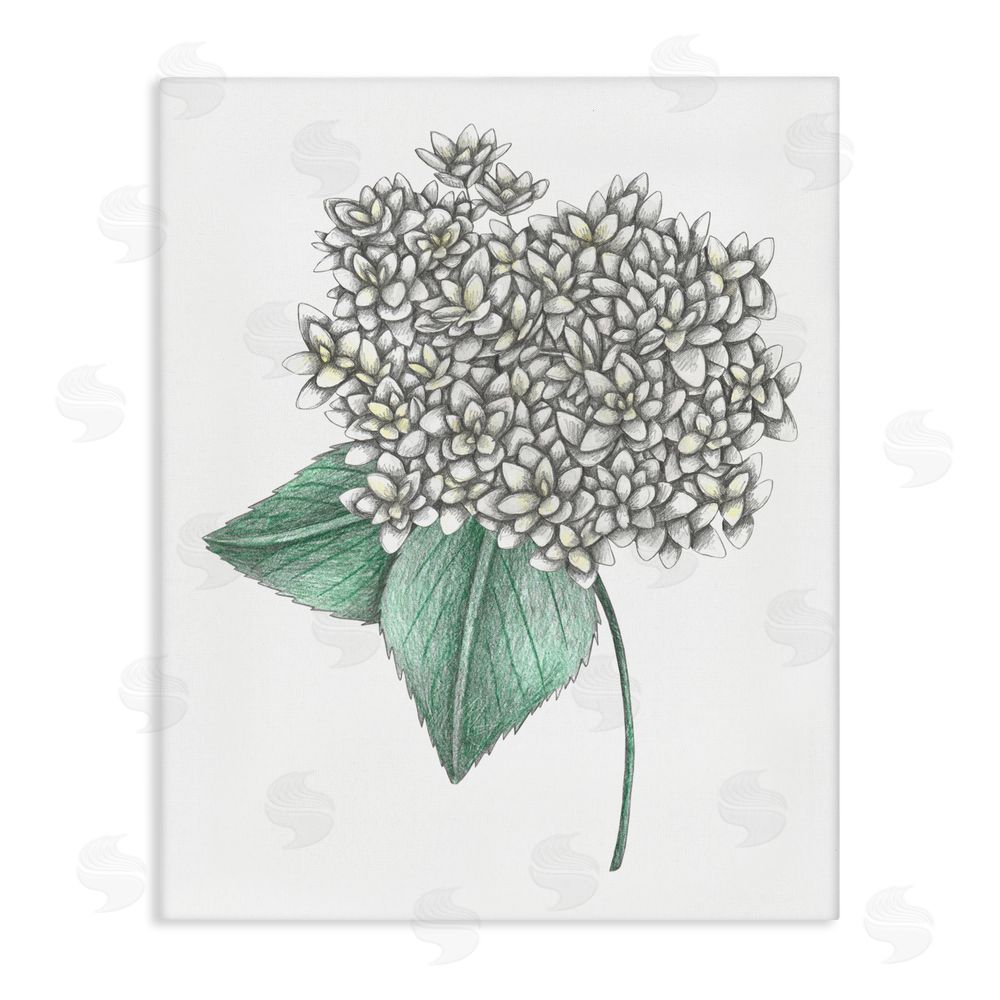 Cecilia Battaini White Hydrangea Sketch Blossom Stretched Canvas Wall Art Print