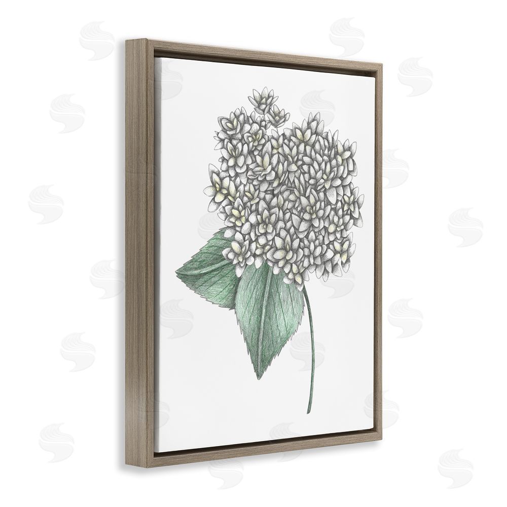 Cecilia Battaini White Hydrangea Sketch Blossom Brown Floating Frame Canvas Wall Art Print