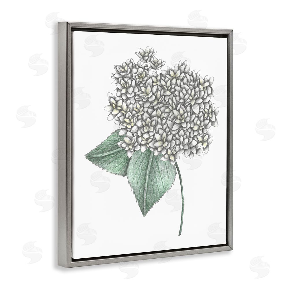 Cecilia Battaini White Hydrangea Sketch Blossom Gray Floating Frame Canvas Wall Art Print