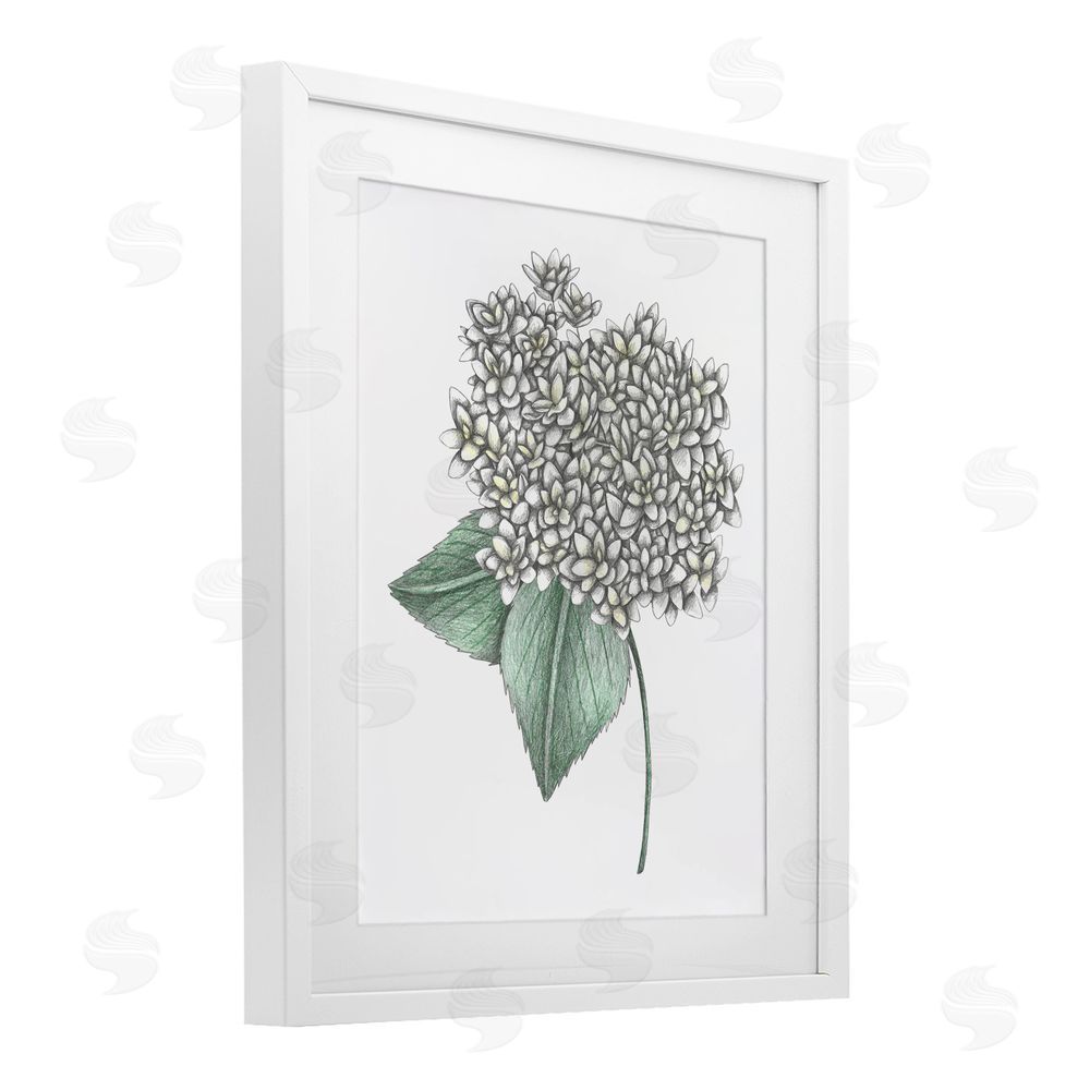 Cecilia Battaini White Hydrangea Sketch Blossom White Framed Print Under Glass Wall Art