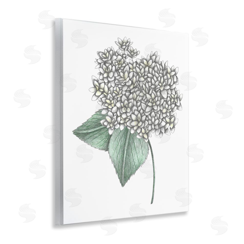 Cecilia Battaini White Hydrangea Sketch Blossom Wooden Wall Plaque Art Print