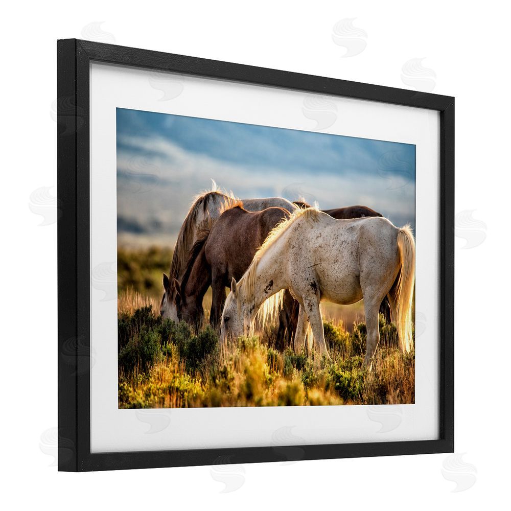 Tim West Equine Evening Graze Black Framed Print Under Glass Wall Art