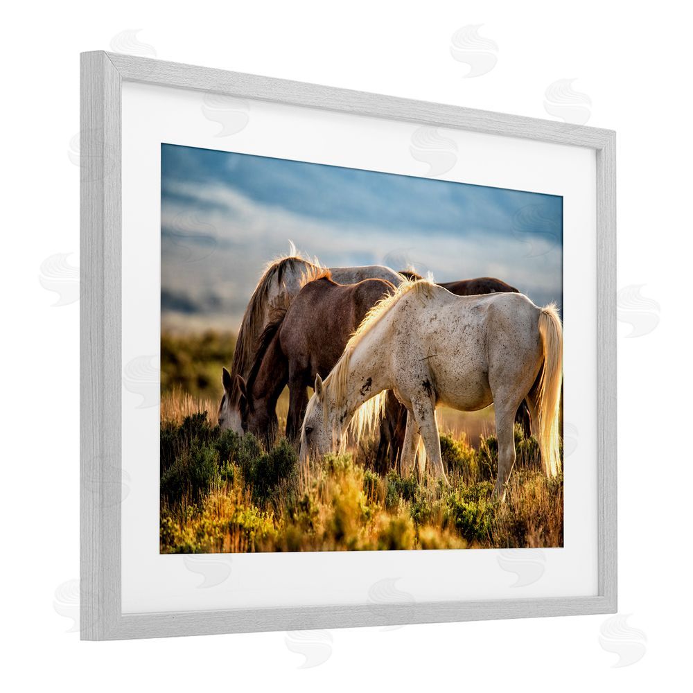 Tim West Equine Evening Graze Gray Framed Print Under Glass Wall Art