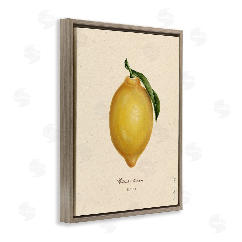 Danielle Murray Lemon Fruit Portrait Brown Floating Frame Canvas Wall Art Print