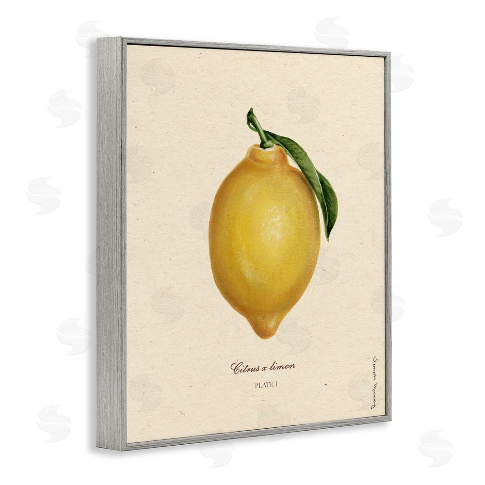 Danielle Murray Lemon Fruit Portrait Gray Framed Giclee Wall Art Print