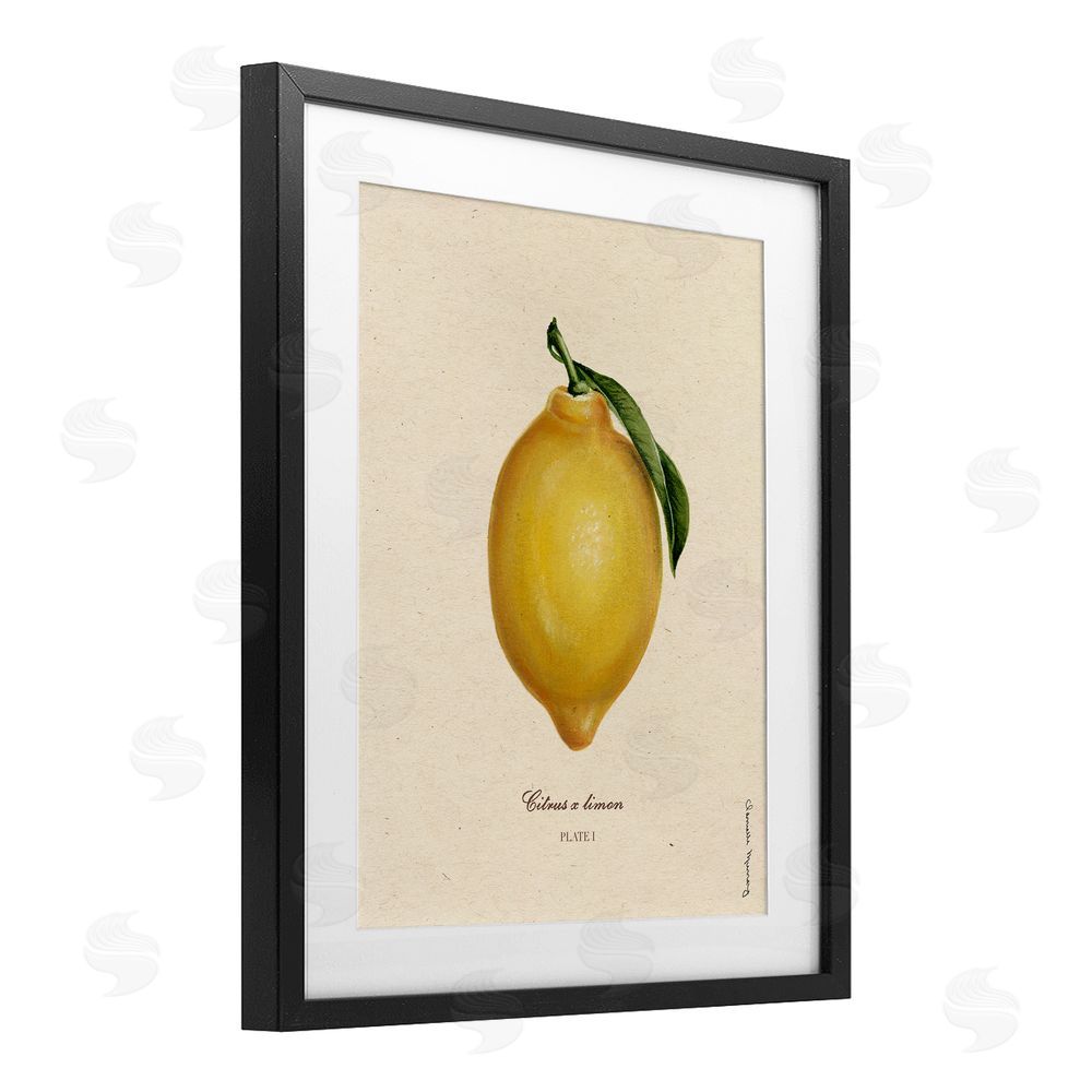 Danielle Murray Lemon Fruit Portrait Black Framed Print Under Glass Wall Art