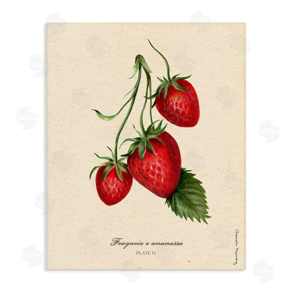 Danielle Murray Strawberry Fruit Portrait Stretched Canvas Wall Art