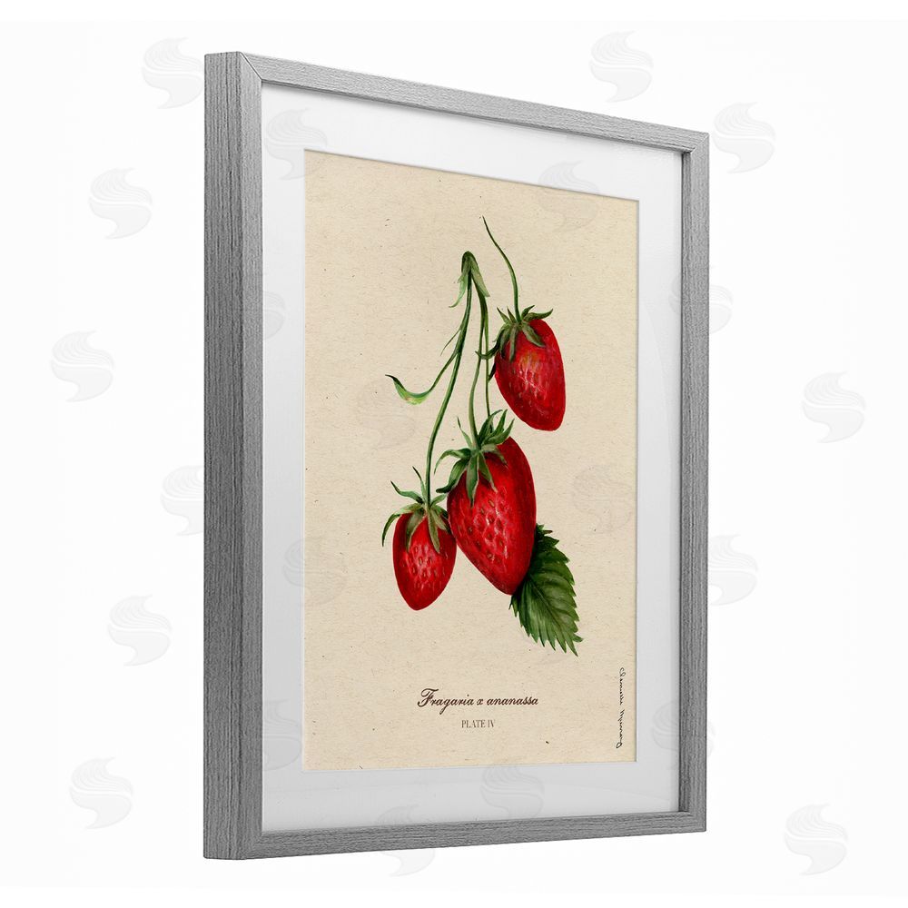 Danielle Murray Strawberry Fruit Portrait Gray Framed Print Under Glass Wall Art