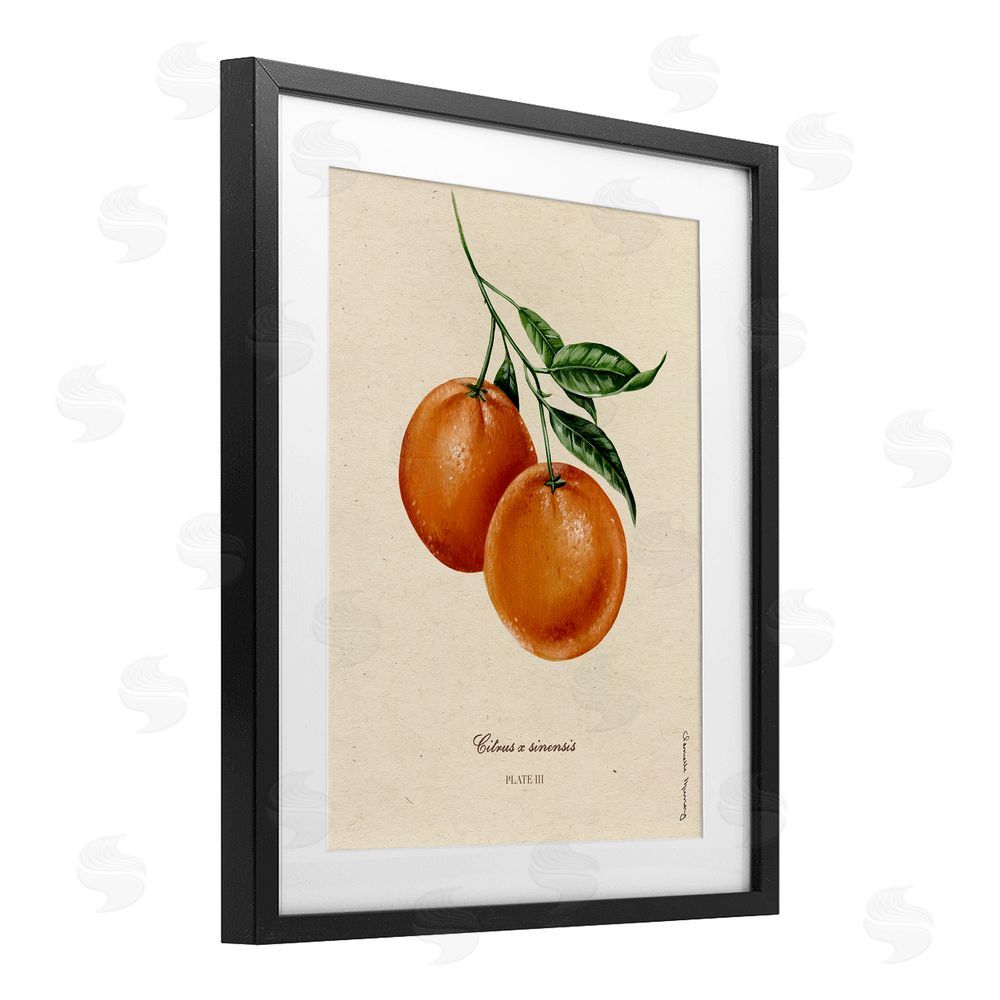Danielle Murray Orange Fruit Portrait Black Framed Print Under Glass Wall Art